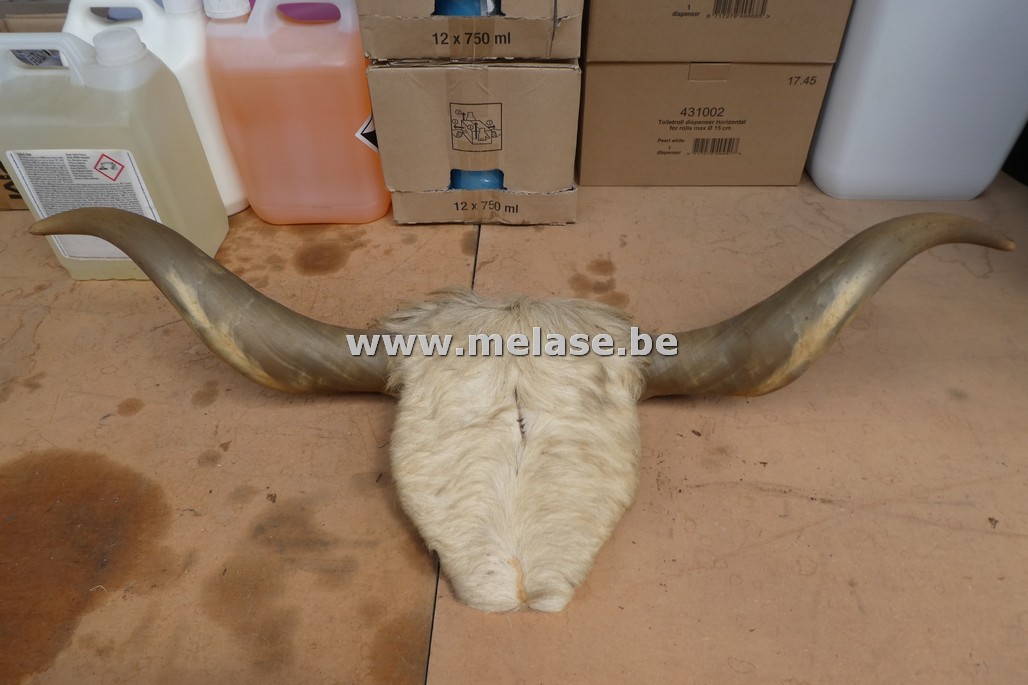 Dierenhoofd/schedel