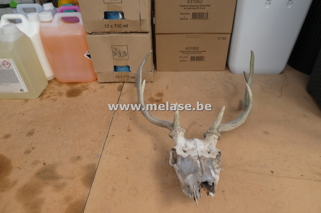 Dierenhoofd/schedel