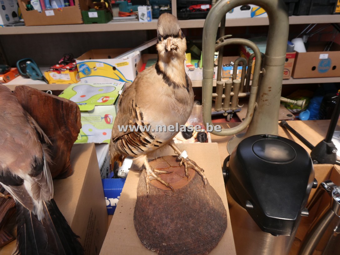 Taxidermie "Patrijs