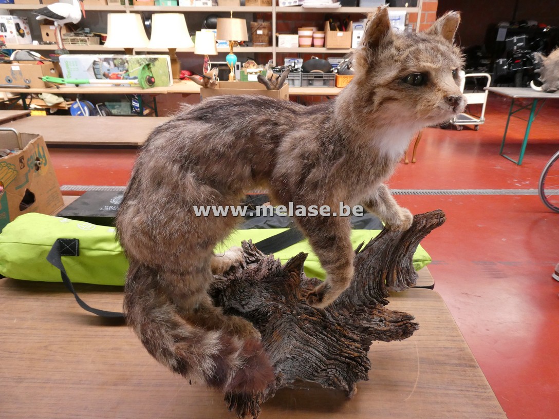 Opgezette Europese wilde kat