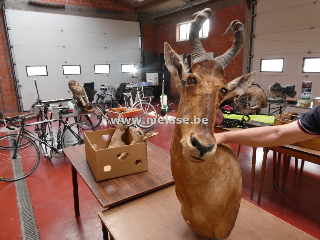 Opgezette kop van een hartebeest